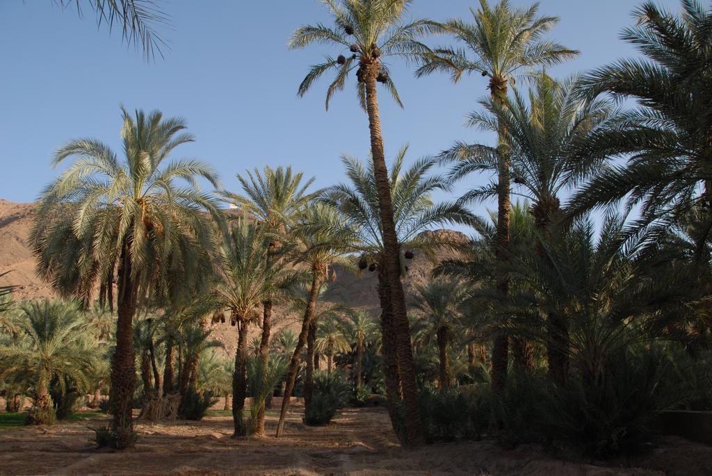 Villa Zagora Ma Villa Au Sahara Екстер'єр фото